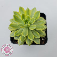 Load image into Gallery viewer, Sedeveria Markus Gold Variegation - John &amp; Norma&#39;s Succulents
