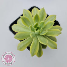 Load image into Gallery viewer, Sedeveria Markus Gold Variegation - John &amp; Norma&#39;s Succulents
