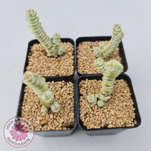 Load image into Gallery viewer, Crassula Fantasy - John &amp; Norma&#39;s Succulents
