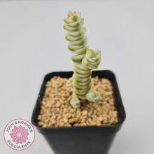 Load image into Gallery viewer, Crassula Fantasy - John &amp; Norma&#39;s Succulents
