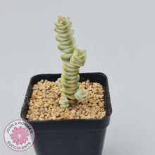 Load image into Gallery viewer, Crassula Fantasy - John &amp; Norma&#39;s Succulents
