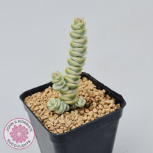 Load image into Gallery viewer, Crassula Fantasy - John &amp; Norma&#39;s Succulents
