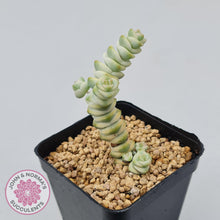 Load image into Gallery viewer, Crassula Fantasy - John &amp; Norma&#39;s Succulents
