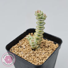 Load image into Gallery viewer, Crassula Fantasy - John &amp; Norma&#39;s Succulents
