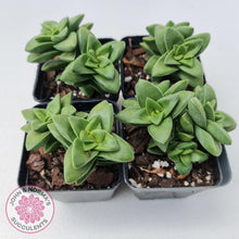 Load image into Gallery viewer, Crassula Springtime - John &amp; Norma&#39;s Succulents
