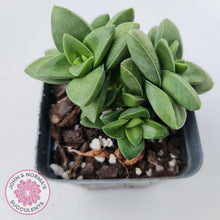 Load image into Gallery viewer, Crassula Springtime - John &amp; Norma&#39;s Succulents
