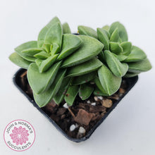 Load image into Gallery viewer, Crassula Springtime - John &amp; Norma&#39;s Succulents
