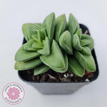 Load image into Gallery viewer, Crassula Springtime - John &amp; Norma&#39;s Succulents
