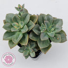 Echeveria Chroma