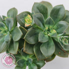 Echeveria Chroma