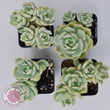 Load image into Gallery viewer, Graptoveria Titubans - John &amp; Norma&#39;s Succulents
