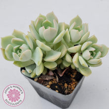 Load image into Gallery viewer, Graptoveria Titubans - John &amp; Norma&#39;s Succulents
