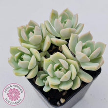 Load image into Gallery viewer, Graptoveria Titubans - John &amp; Norma&#39;s Succulents
