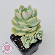 Load image into Gallery viewer, Graptoveria Titubans - John &amp; Norma&#39;s Succulents
