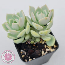 Load image into Gallery viewer, Graptoveria Titubans - John &amp; Norma&#39;s Succulents
