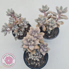Graptopetalum Ellen - 90mm Large