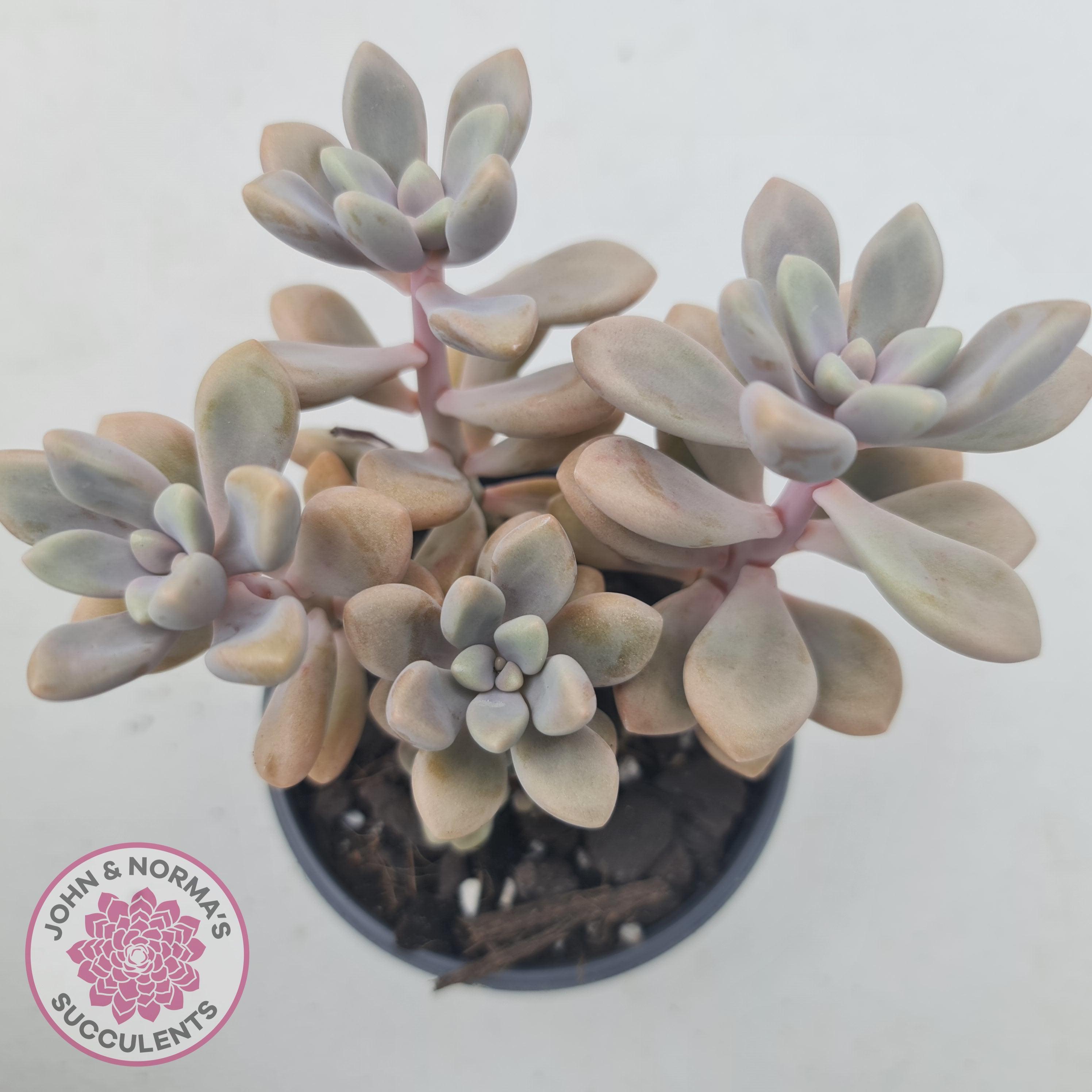 Graptopetalum Ellen - 90mm Large | John & Norma's Succulents – John ...