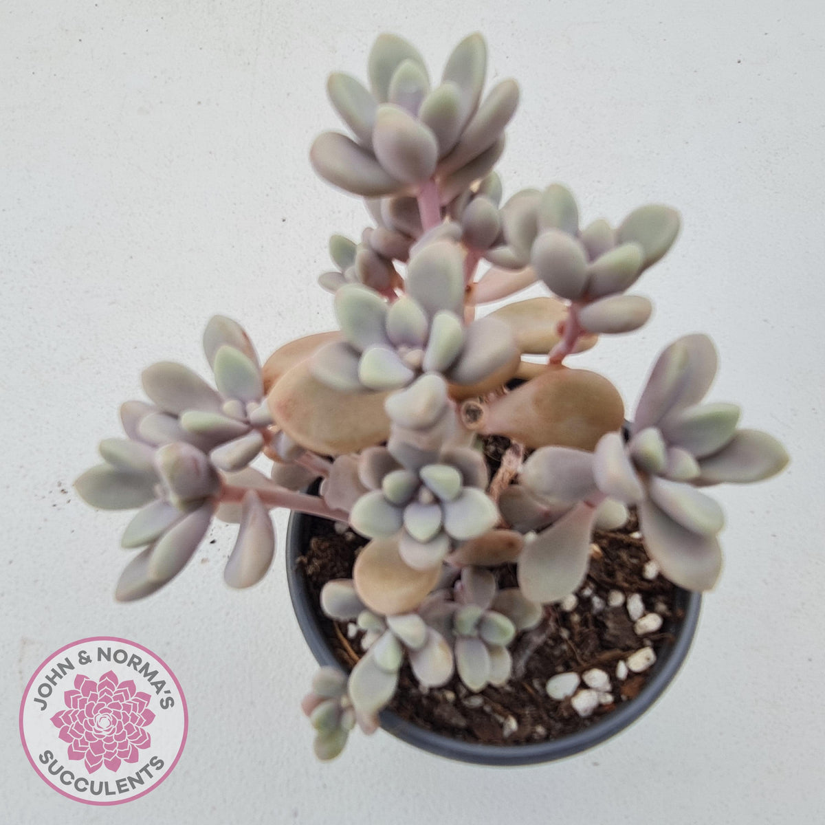 Graptopetalum Ellen - 90mm Large