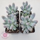 Pachyveria 'Angel's finger' hybrid