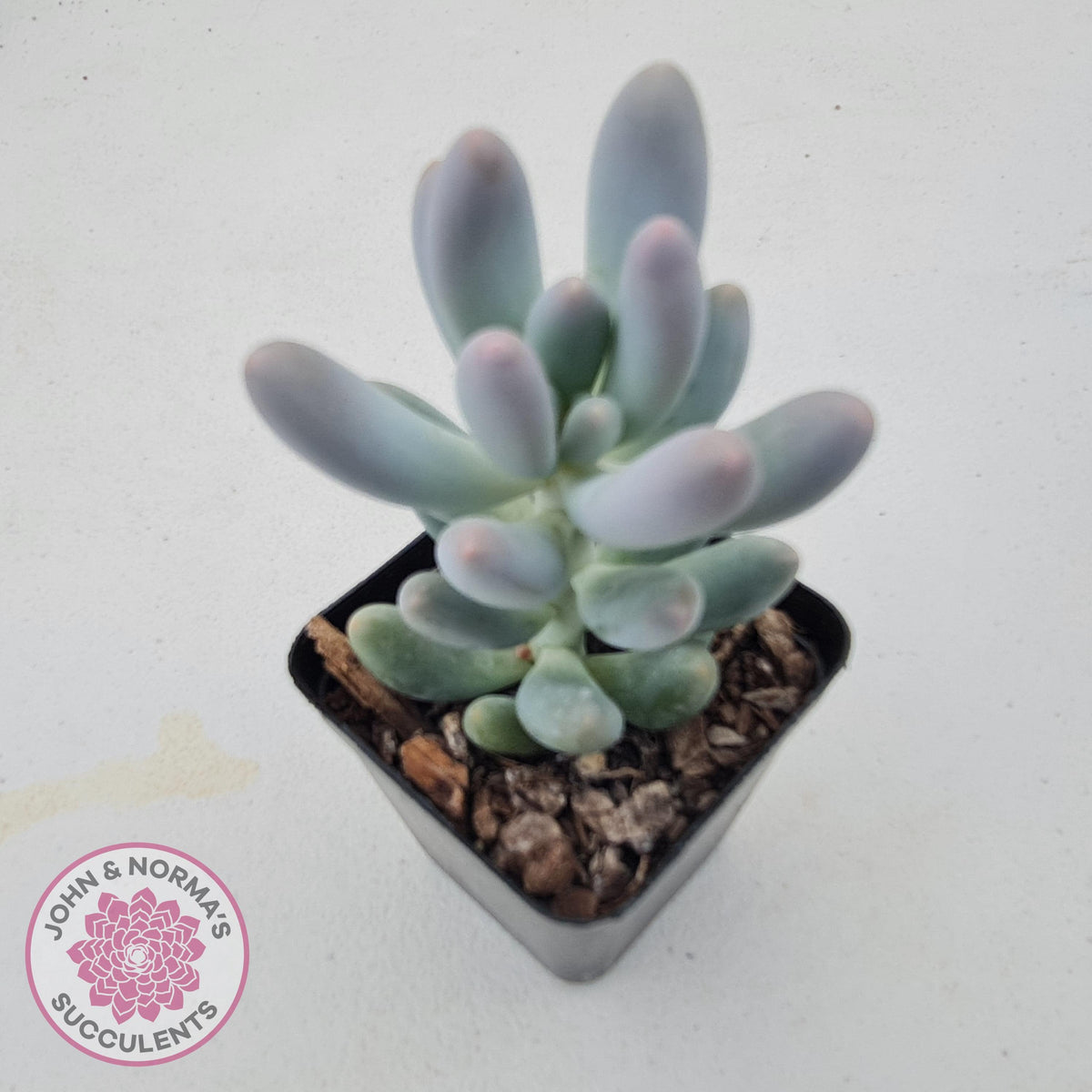 Pachyveria 'Angel's finger' hybrid