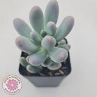 Pachyveria 'Angel's finger' hybrid