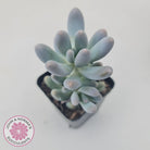 Pachyveria 'Angel's finger' hybrid