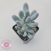 Load image into Gallery viewer, Pachyveria Angel finger hybrid - John &amp; Norma&#39;s Succulents
