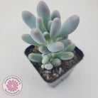 Pachyveria 'Angel's finger' hybrid