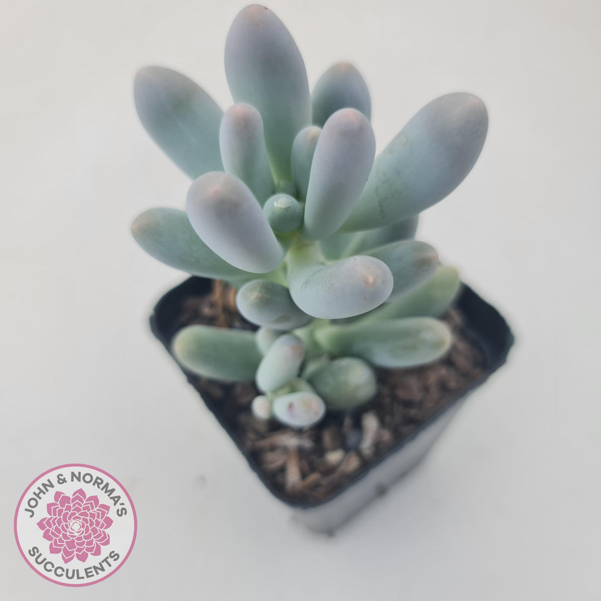 Pachyveria 'Angel's finger' hybrid