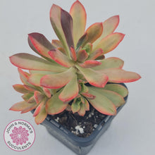 Load image into Gallery viewer, Echeveria Mini Bell Albo Variegata - John &amp; Norma&#39;s Succulents
