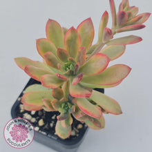 Load image into Gallery viewer, Echeveria Mini Bell Albo Variegata - John &amp; Norma&#39;s Succulents
