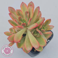 Load image into Gallery viewer, Echeveria Mini Bell Albo Variegata - John &amp; Norma&#39;s Succulents
