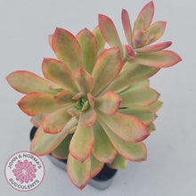 Load image into Gallery viewer, Echeveria Mini Bell Albo Variegata - John &amp; Norma&#39;s Succulents
