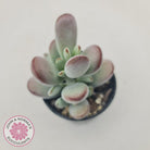 Cotyledon Oophylla - Asian Round Form