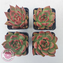 Load image into Gallery viewer, Echeveria Honey Pink - John &amp; Norma&#39;s Succulents
