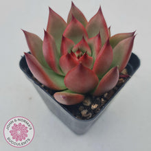 Load image into Gallery viewer, Echeveria Honey Pink - John &amp; Norma&#39;s Succulents
