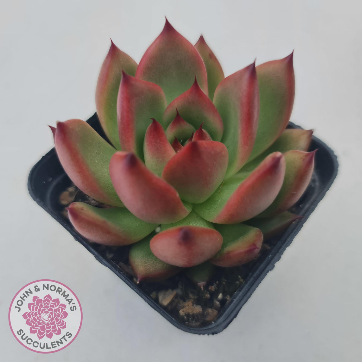 Echeveria Honey Pink