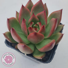 Load image into Gallery viewer, Echeveria Honey Pink - John &amp; Norma&#39;s Succulents
