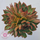 Echeveria Agavoides Benimusume - 100mm XL