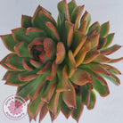 Echeveria Agavoides Benimusume - 100mm XL