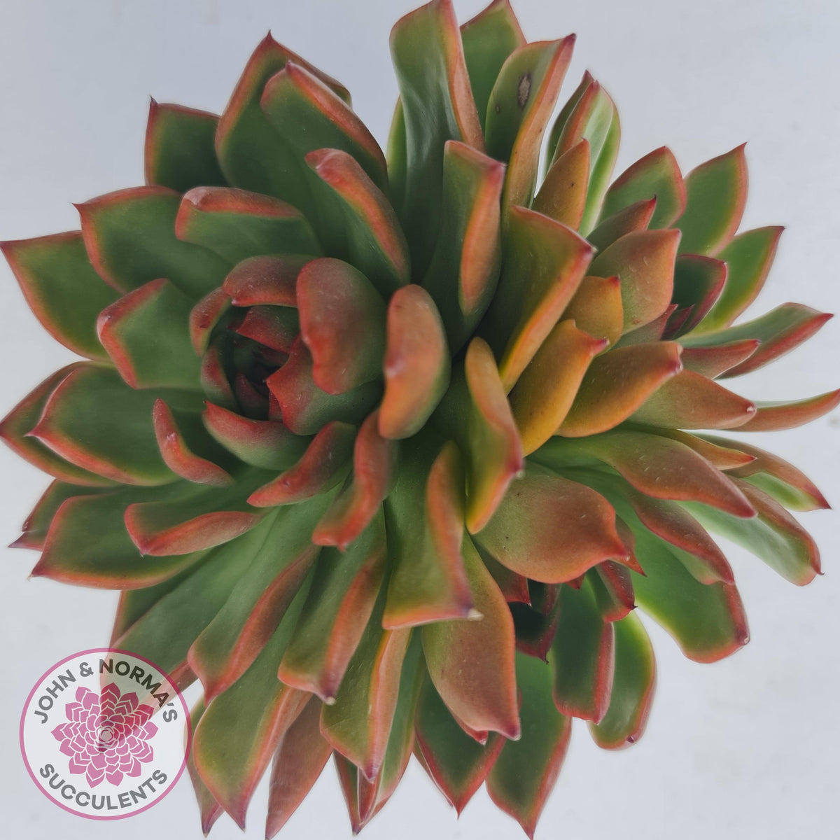 Echeveria Agavoides Benimusume - 100mm XL