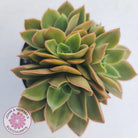 Echeveria 'Green Smile'