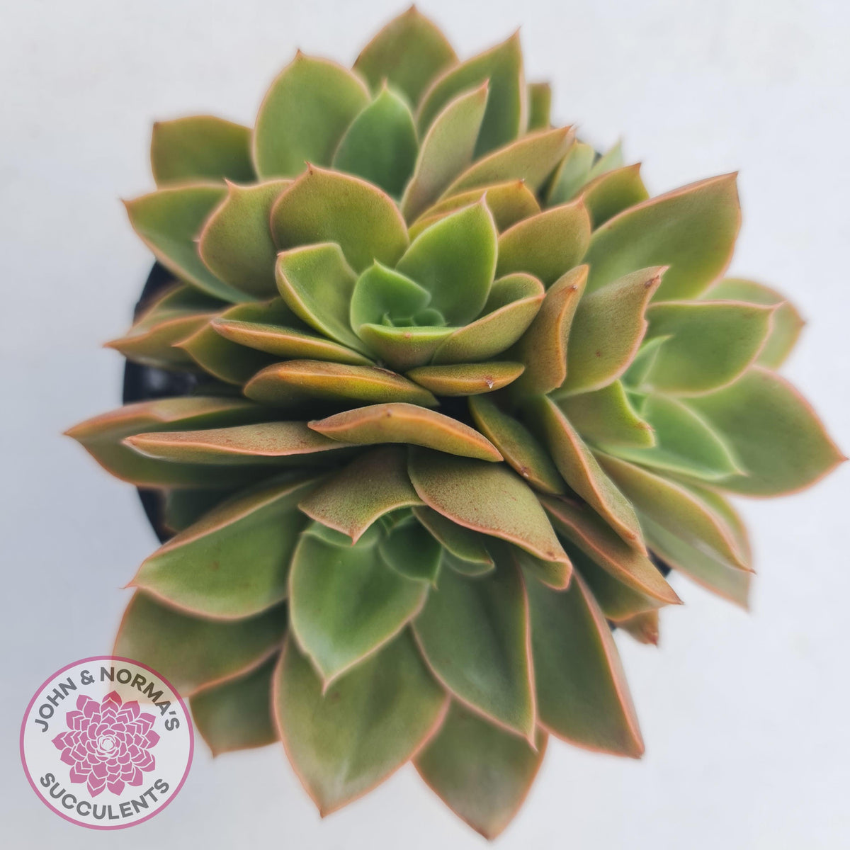 Echeveria 'Green Smile'