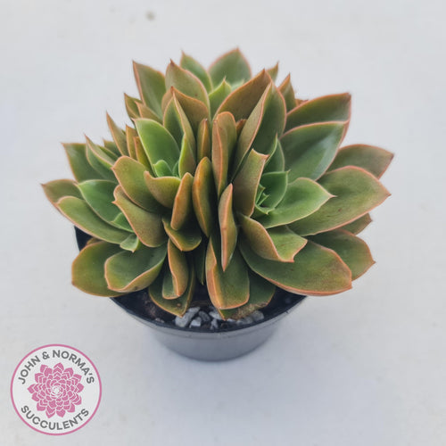 Echeveria Green Smile - John & Norma's Succulents