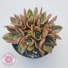 Echeveria 'Green Smile'