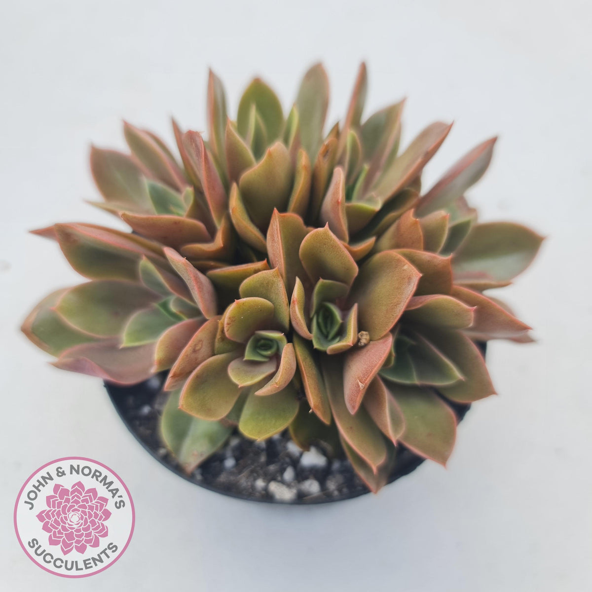 Echeveria 'Green Smile'
