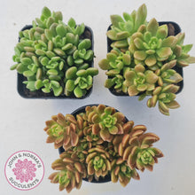 Load image into Gallery viewer, Sinocrassula densirosulata - Multi heads - John &amp; Norma&#39;s Succulents
