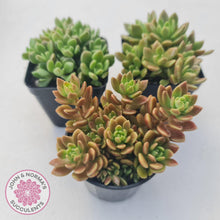 Load image into Gallery viewer, Sinocrassula densirosulata - Multi heads - John &amp; Norma&#39;s Succulents
