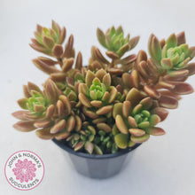 Load image into Gallery viewer, Sinocrassula densirosulata - Multi heads - John &amp; Norma&#39;s Succulents
