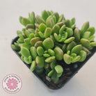 Sinocrassula densirosulata